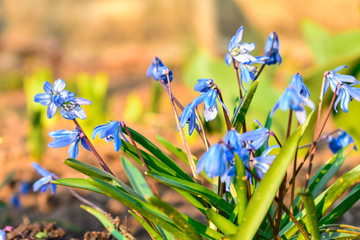 Blue scilla siberica or scilla siberica early flowers. In the sun. Blue scilla (Scilla siberica) blooming in the garden. Shallow depth of field. Selective focus.