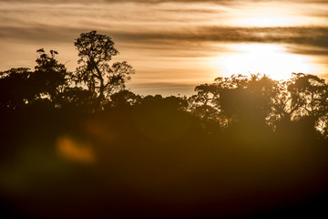 Landscape photographed in Linhares, Espirito Santo. Southeast of Brazil. Atlantic Forest Biome. Picture made in 2014.