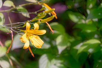 flower in garden