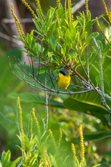 Bird photographed in Linhares, Espirito Santo. Southeast of Brazil. Atlantic Forest Biome. Picture made in 2014.