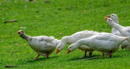 Obraz premium goose on grass