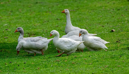 gooses on green grass