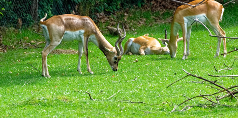 herd of fallow deer