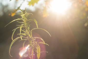 Closeup closeup of marijuana flowers in nature. Against the backdrop of the setting sun, in warm...