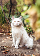 Beautiful male white cat sitting in the garden looking directly at camera