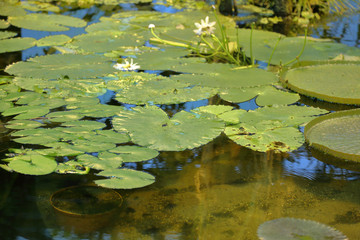 Fresh bright green leaves of a water lily on the surface of a pond