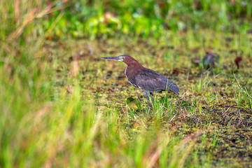 Bird photographed in Linhares, Espirito Santo. Southeast of Brazil. Atlantic Forest Biome. Picture made in 2014.