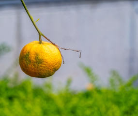 orange on tree