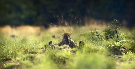 Brenizer Method panoramas in the forest