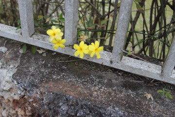 Flor amarela em uma grade na rua