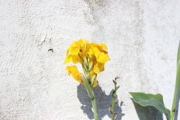 Flor amarela com abelhas