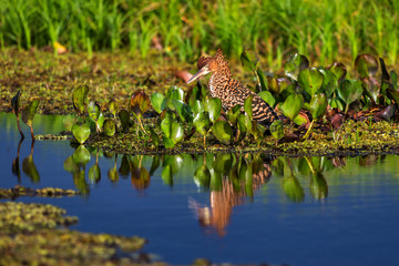 Bird photographed in Linhares, Espirito Santo. Southeast of Brazil. Atlantic Forest Biome. Picture made in 2014.