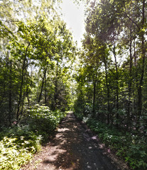 Fototapeta na wymiar Brenizer Method panoramas in the forest