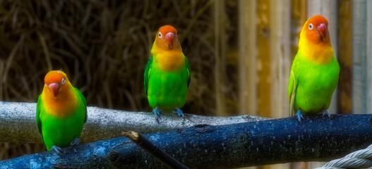 colorful parrot on a branch