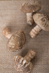 Close up of fresh shiitake mushroom on brown background