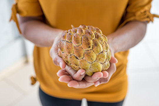 Fruit tropical Attier ou Pomme Cannelle pos&eacute; sur les mains d'une femme