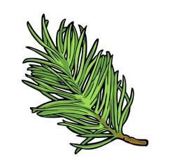 Branch of fir tree. Vector vintage color flat illustration isolated on white