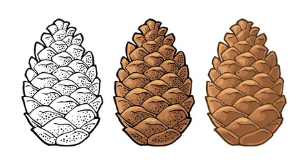 Pine cone. Vector vintage color flat illustration isolated on white