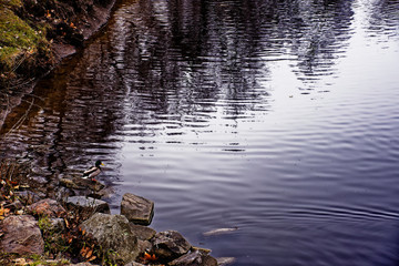 weeping willows over a river in an empty park on a cloudy fall day