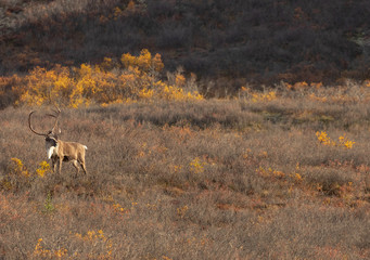 Barren Ground Caribou Bull in Autumn in Alaska