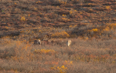 Barren Ground Caribou Bulls in Autumn in Alaska