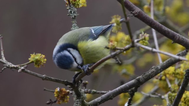 blue tit on a branch