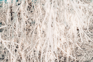 frozen ice branch macro. Frozen tree branch covered with hoarfrost and snow crystals. Extremely cold winter weather concept.