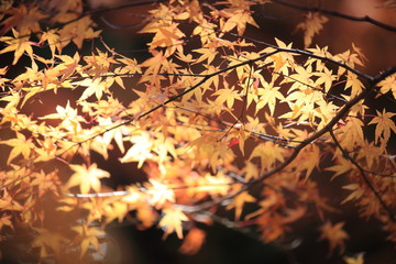 Autumnal landscape of Suizawa maple valley in the Mie Prefecture of Japan