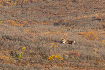 Barren Ground Caribou Bulls in Autumn in Alaska
