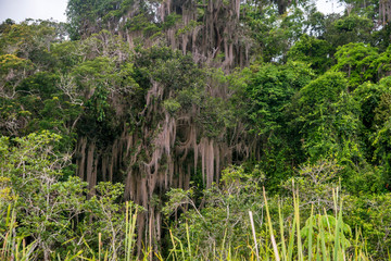 Spanish moss photographed in Linhares, Espirito Santo. Southeast of Brazil. Atlantic Forest Biome. Picture made in 2014.