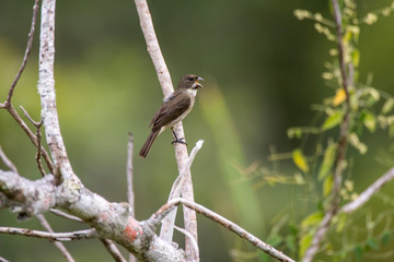 Bird photographed in Linhares, Espirito Santo. Southeast of Brazil. Atlantic Forest Biome. Picture made in 2014.