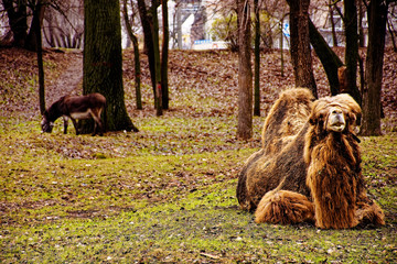 beautiful and proud camel on a walk on a warm autumn day
