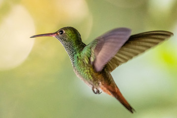 Hummingbird(Trochilidae)Flying gems ecuador costa rica panama