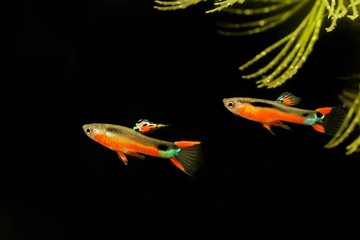 Guppy, Poecilia wingei Sata Maria isolated on a black background