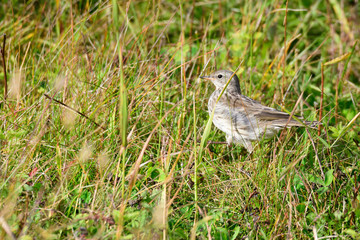 Bergpieper im Herbst in den Alpen