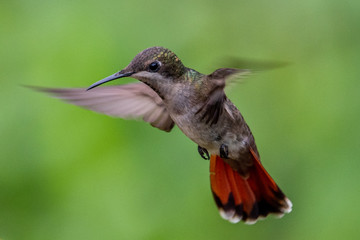 Hummingbird(Trochilidae)Flying gems ecuador costa rica panama