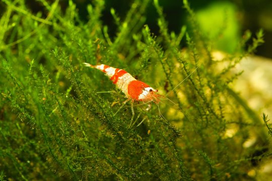 Red crystal shrimp (Caridina cantonensis) in freshwatera aquarium