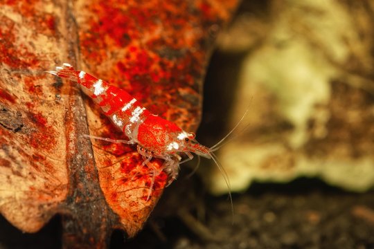 Red crystal shrimp (Caridina cantonensis) in freshwatera aquarium