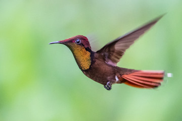 Hummingbird(Trochilidae)Flying gems ecuador costa rica panama