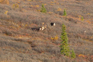 Barren Ground Caribou Bulls in Autumn in Alaska