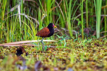 Bird photographed in Linhares, Espirito Santo. Southeast of Brazil. Atlantic Forest Biome. Picture made in 2014.