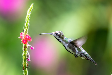 Hummingbird(Trochilidae)Flying gems ecuador costa rica panama