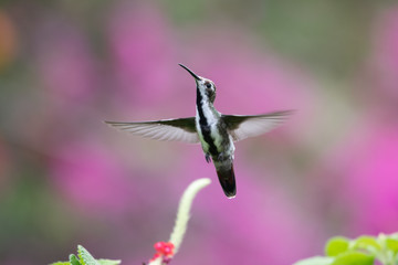 Hummingbird(Trochilidae)Flying gems ecuador costa rica panama