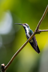 Hummingbird(Trochilidae)Flying gems ecuador costa rica panama