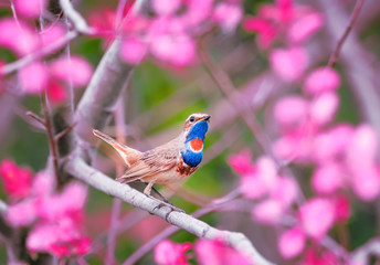 beautiful songbird male Warbler sits on the branches of a shrub with pink flowers in a spring Sunny garden and sings
