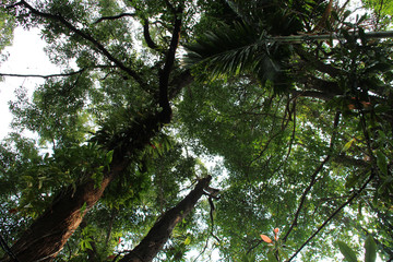 plateau des bolovens - laos 