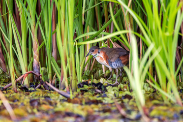 Bird photographed in Linhares, Espirito Santo. Southeast of Brazil. Atlantic Forest Biome. Picture made in 2014.