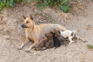 blind dog feeding small puppy on soil ground