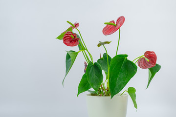 Antharium plant in isolated background. Beautiful flamingo lily flowers in a pot