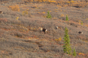 Barren Ground Caribou Bulls in Autumn in Alaska